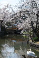 白鳥　～桜と・・～