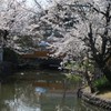 白鳥　～桜と・・～