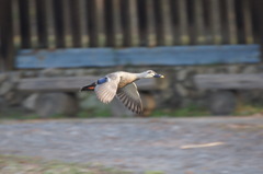 カモの飛翔