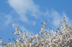 春の月