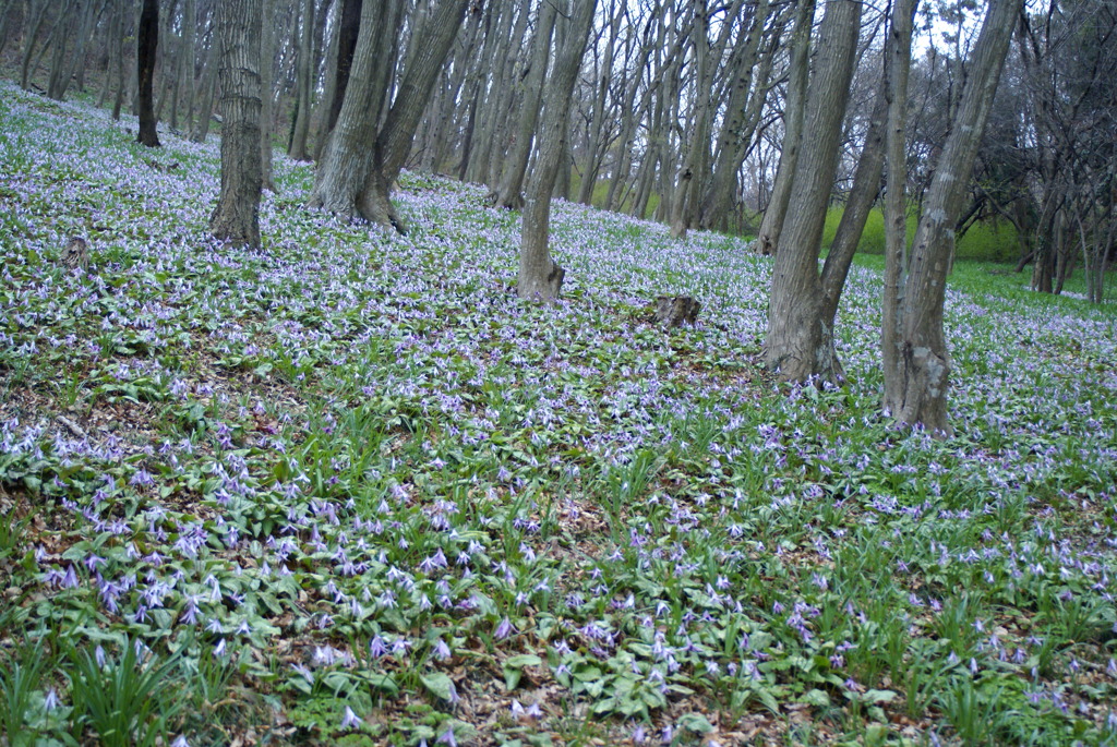 みかも山　カタクリ群生