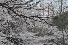 カワちゃんの居る桜景色