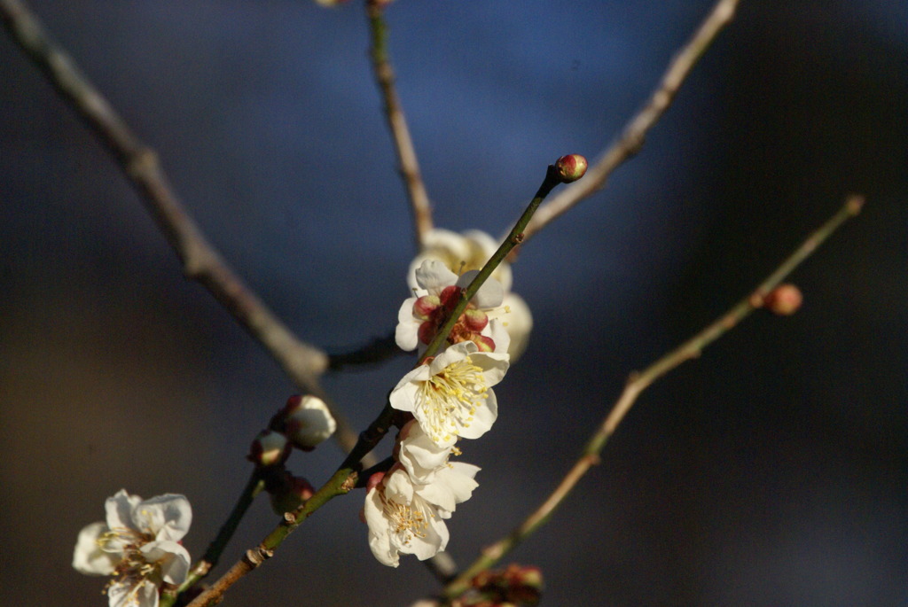 梅の花