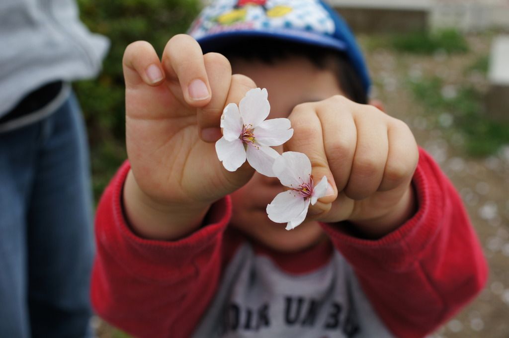 桜吹雪の中で遊ぶ