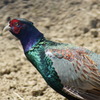 国鳥キジ②