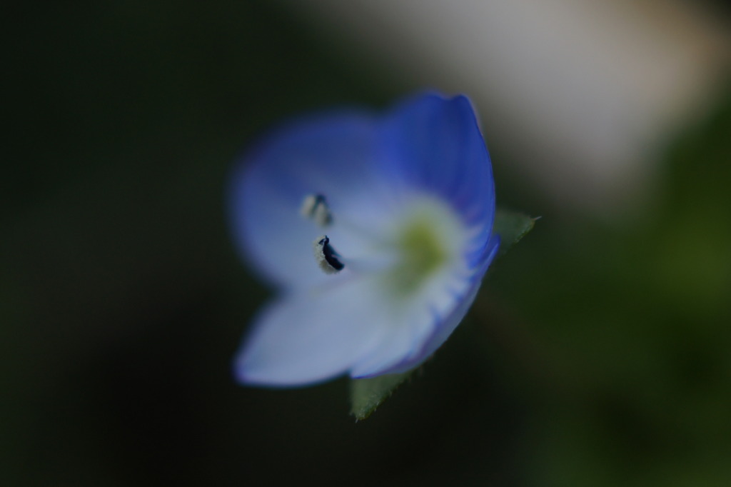 DT30ｍｍF2.8　MACRO