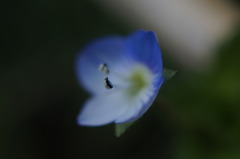 DT30ｍｍF2.8　MACRO