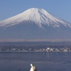 白鳥　～富士の麓～