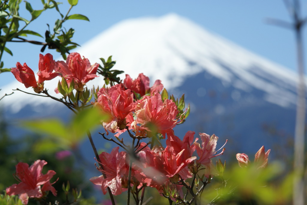 ツツジに富士山　～日本一を背負う～