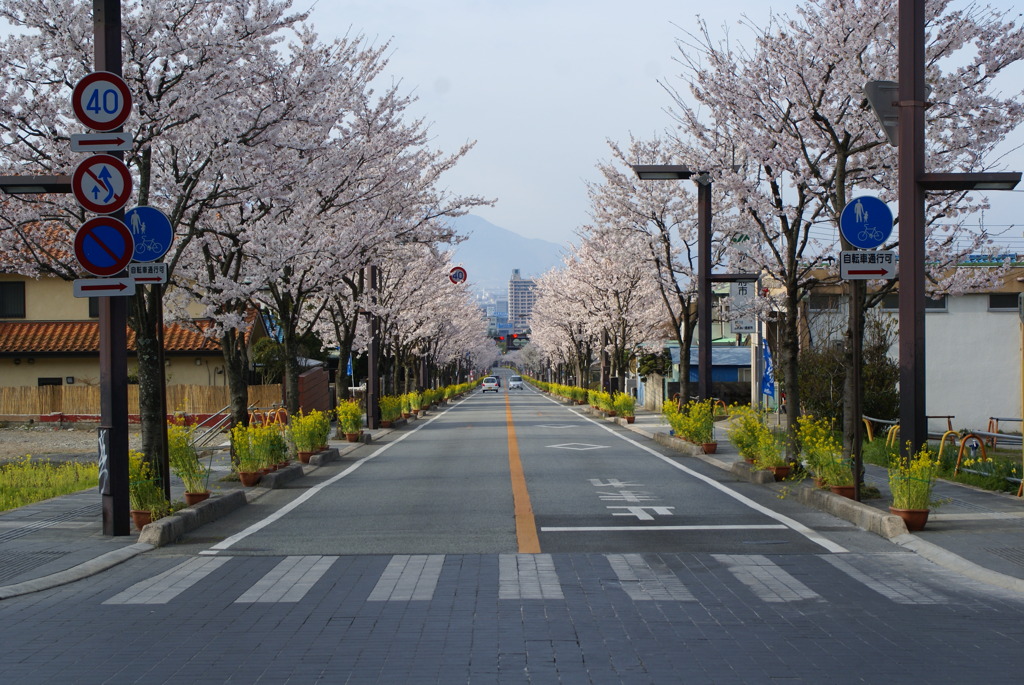 桜並木　～武田通りから～