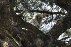 フクロウのお子さん