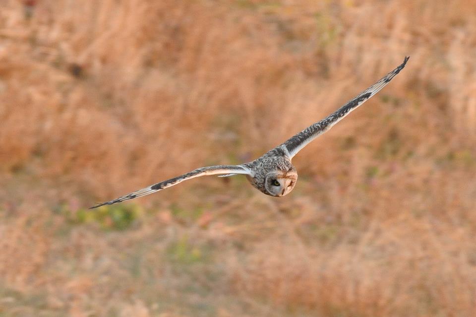 コミミズクちゃん