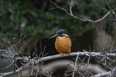 カワセミ 【2010.03.26】