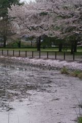 桜が最後に見せてくれる美しさ・・