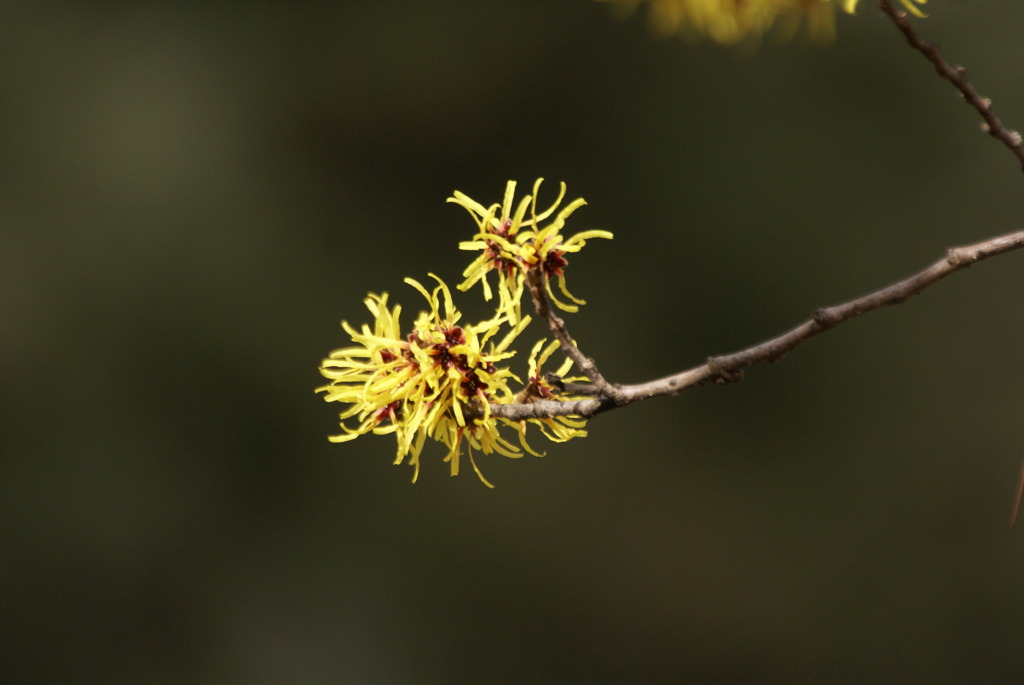 現在確認中（笑）→マンサクの花