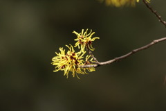 現在確認中(笑)→マンサクの花