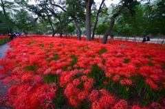 14ｍｍの世界　彼岸花バージョン