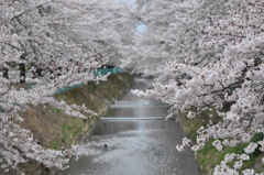 どこまでも続く桜