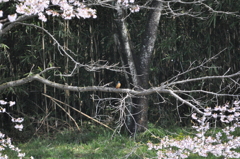 桜の額縁に入るカワちゃん