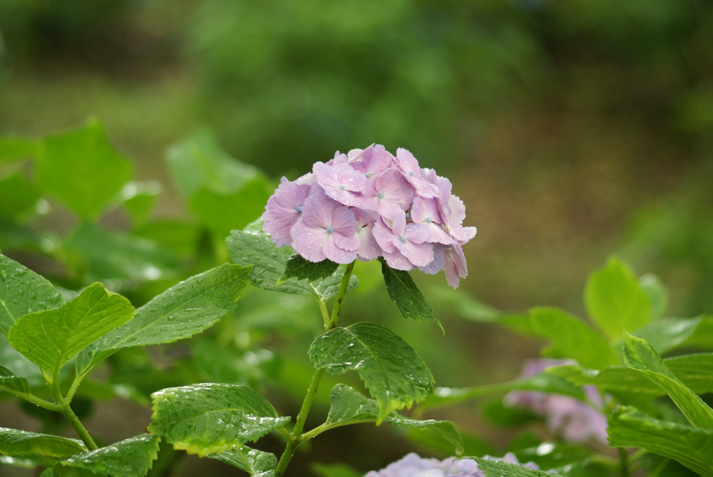 アジサイ　～梅雨～