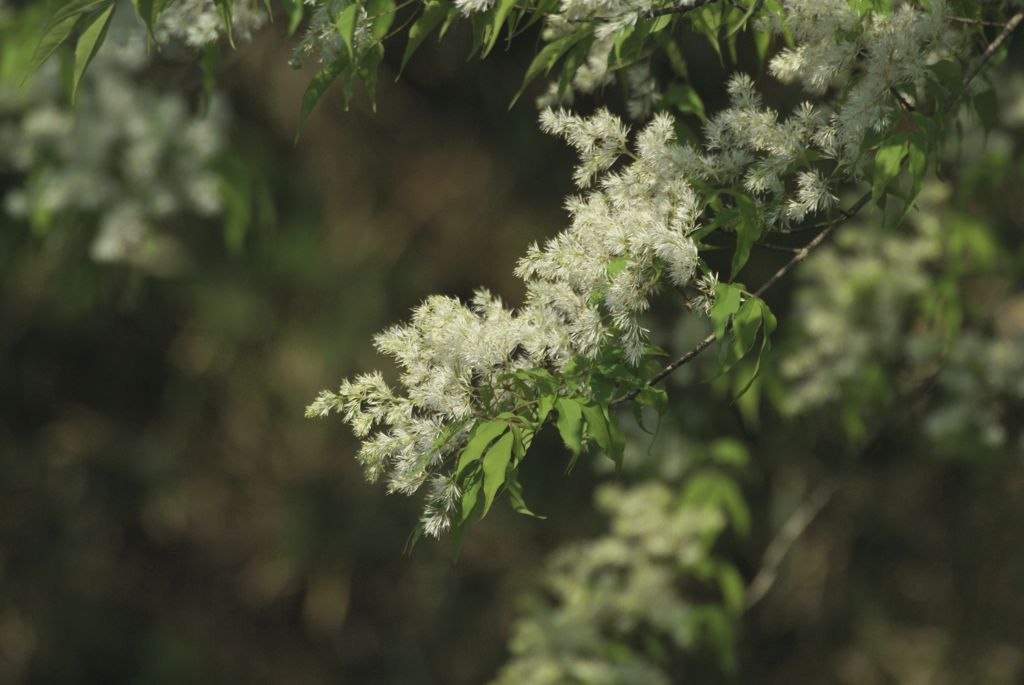 どんぐりの花