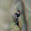 アカゲラ