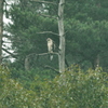 雨の日のクマタカ