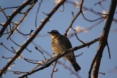 ツグミ ~青空を背負ってます~