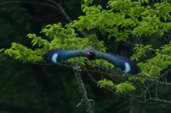 ブッポウソウの飛び出し