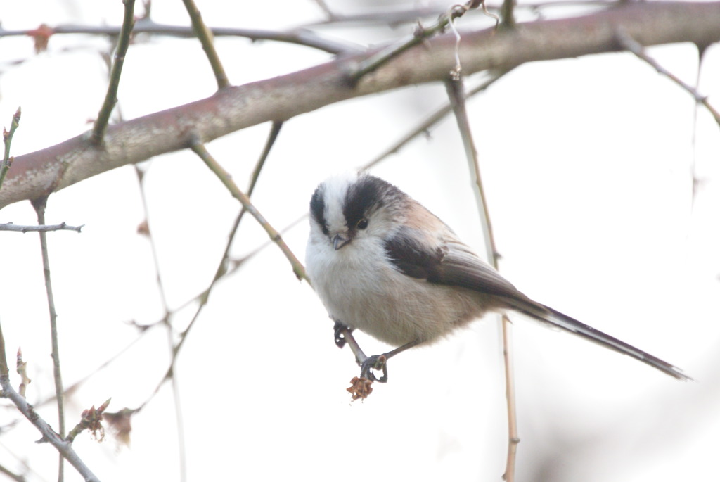 どアップですが・・（＾＾