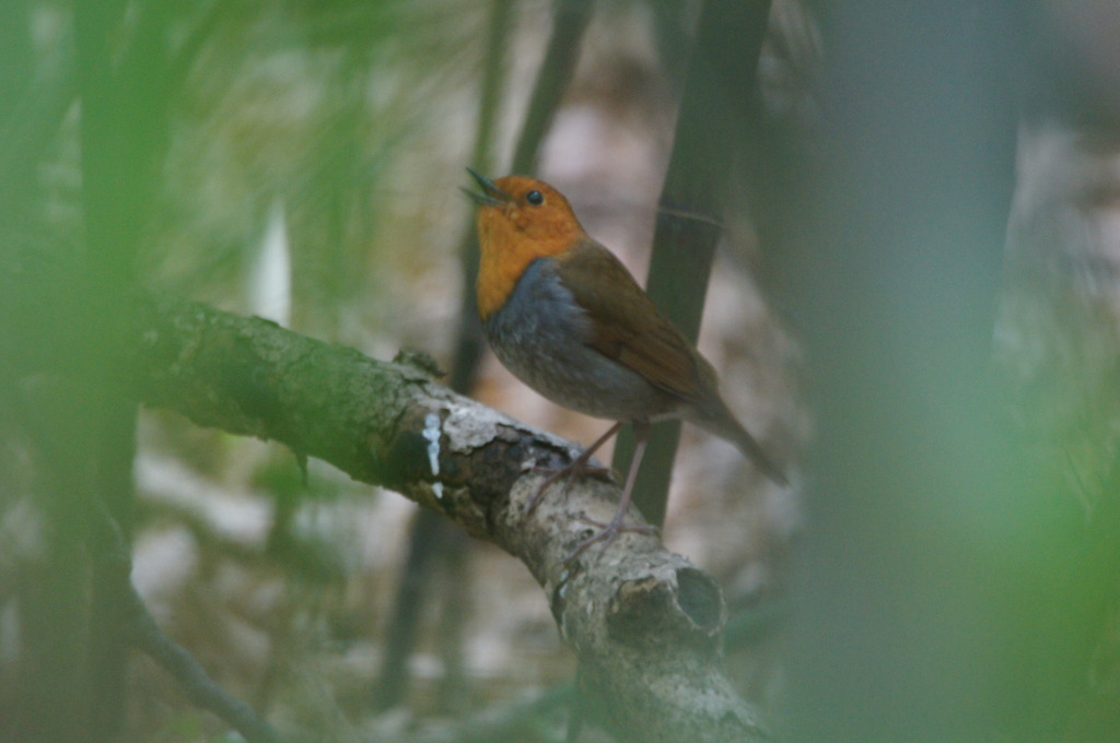 コマドリが鳴く