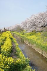 春の小川