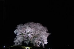 わに塚の桜