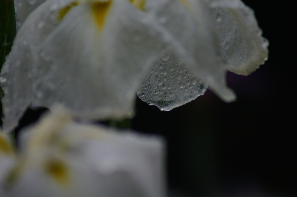 花菖蒲　～梅雨の雨　2～