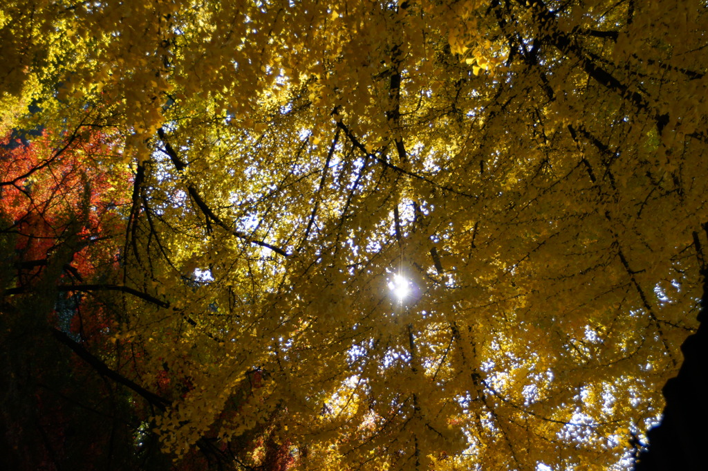 大イチョウ　～見上げてみると～