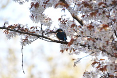 カワ桜　～２日目～