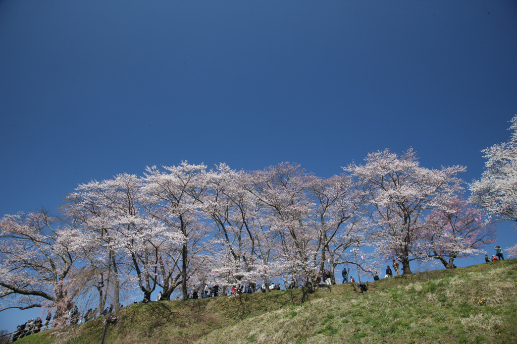 花見日和