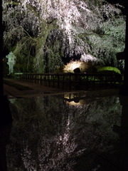 逆桜