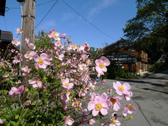 何の花ですか？