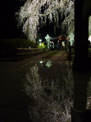 逆桜