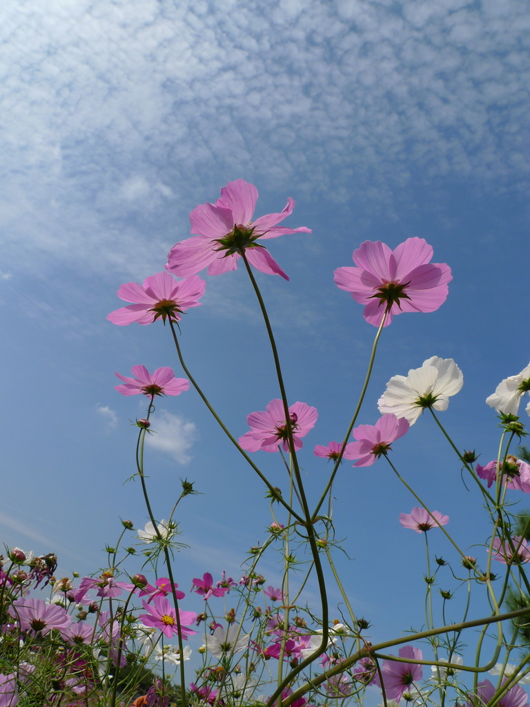 秋桜