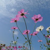 秋桜