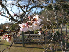 二季咲桜
