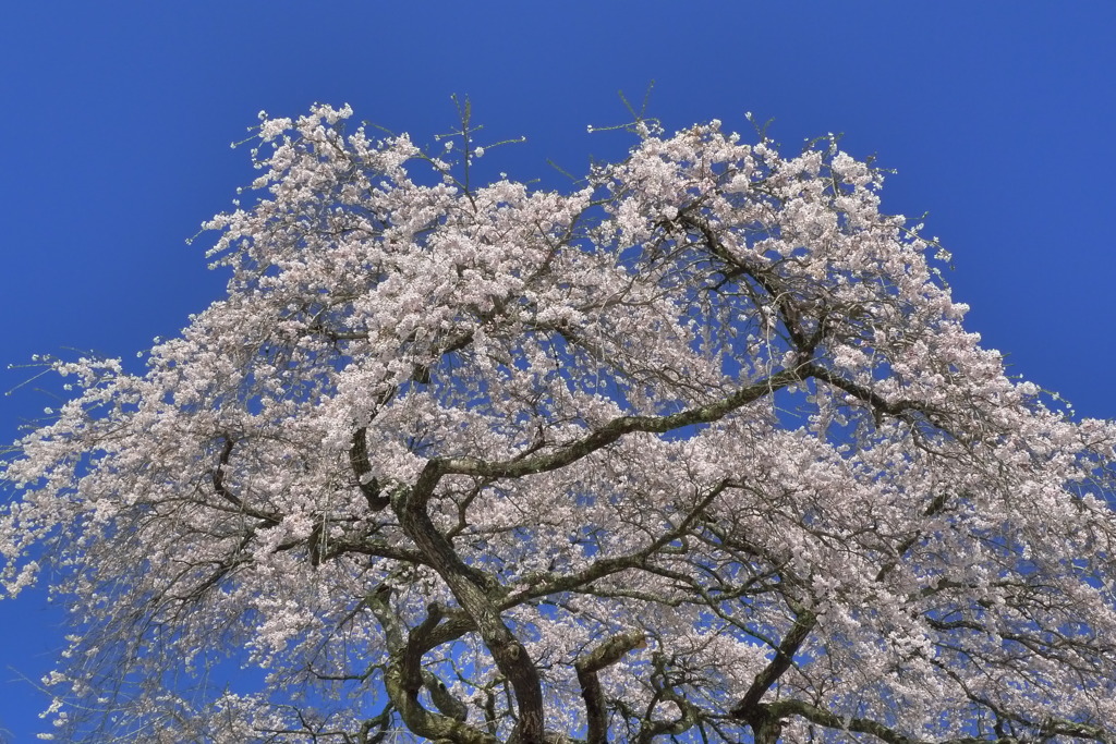 外大野のしだれ桜