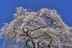 外大野のしだれ桜