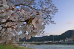 久慈川沿いのさくら