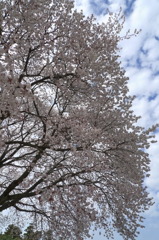 左近の桜