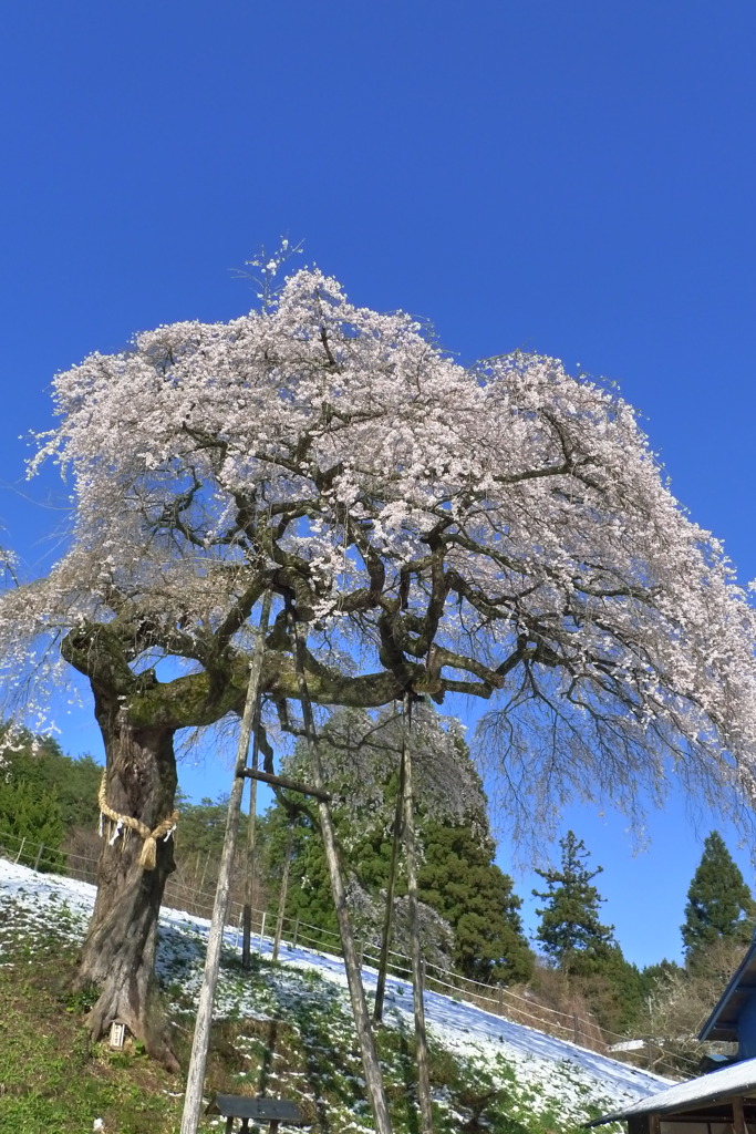 外大野のしだれ桜