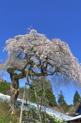 外大野のしだれ桜