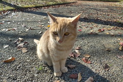 ねこ